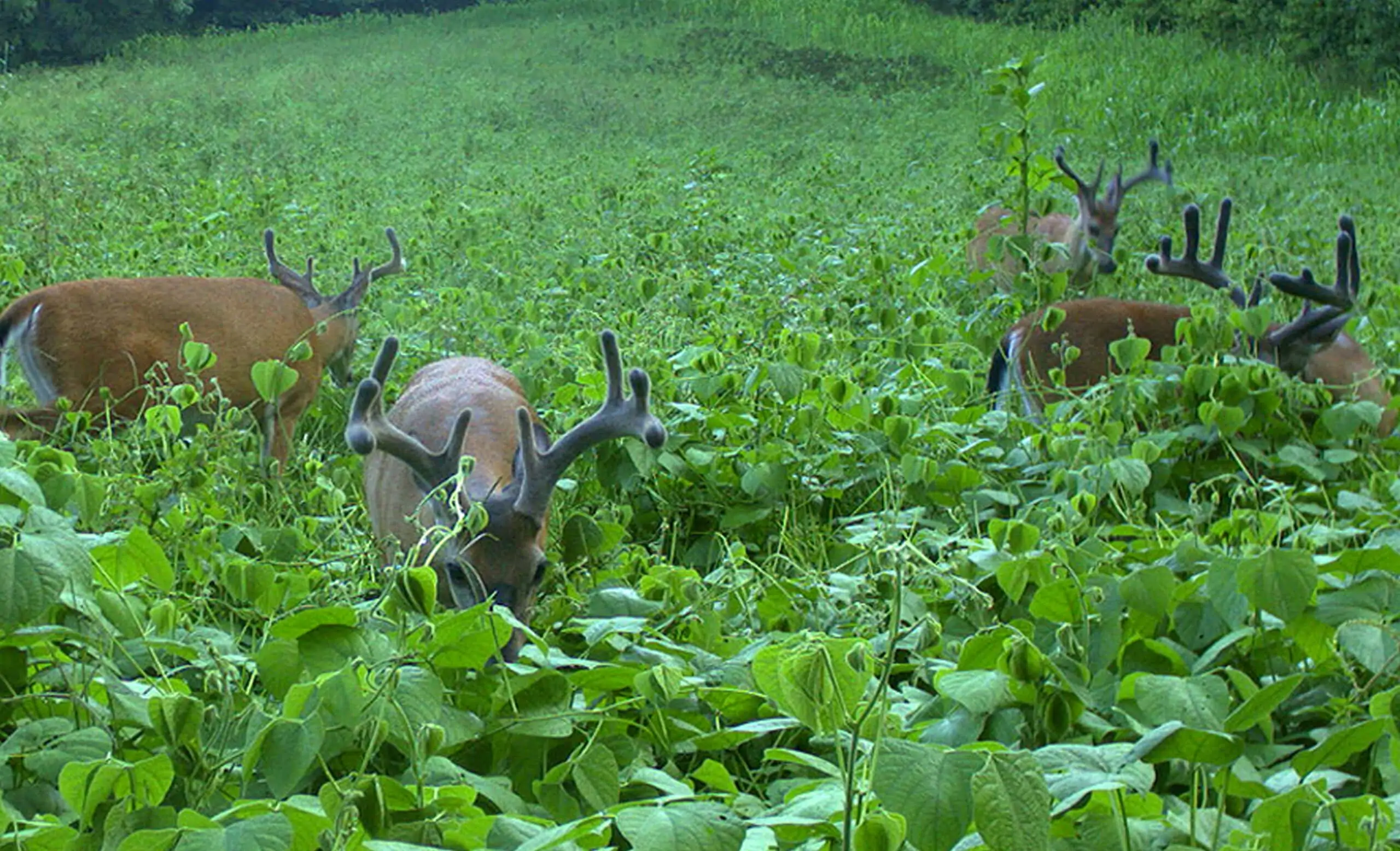 Food Plot Forage To Attract Wildlife Connect Green