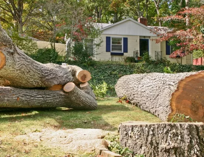 The Definitive Manual on Tree Removal: Expert Tips and Strategies