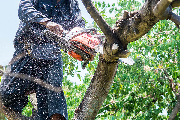 Tree Maintenance